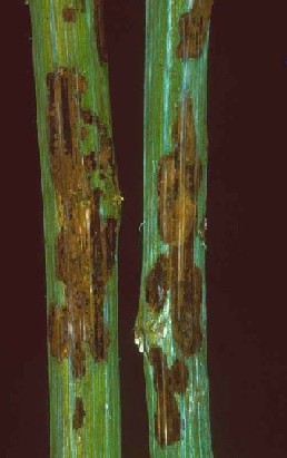 Close up of patch lesions, typical of raspberry cane midge damage