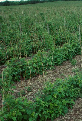 Raspberry cane midge damage in field