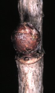 Eriophyid mite gall on redcurrant from Hungary