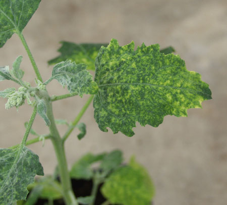 RuCMV in C quinoa