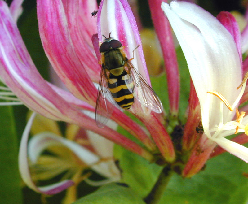 Episyrphus sp. And others