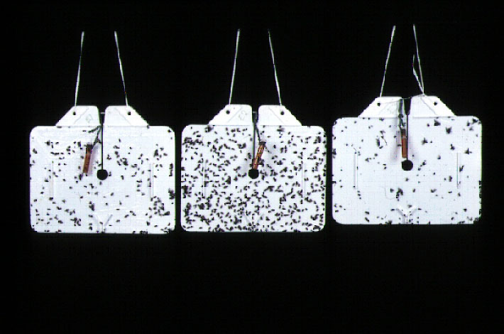 Traps with attractants
