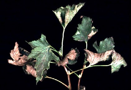 Blackcurrant leafspot