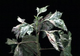 Blackcurrant mildew
