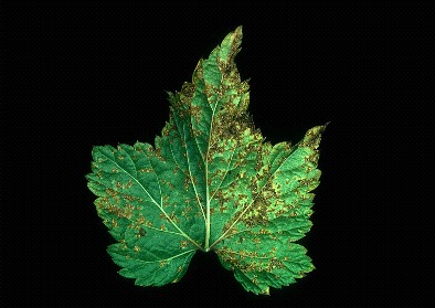 Rust on leaf