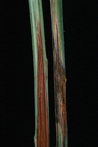 Close up of scraped canes showing lesions