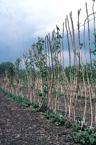Close up of scraped canes showing lesions