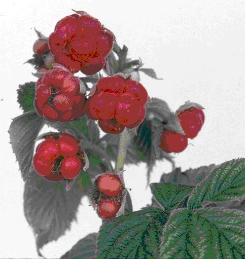 Crumbly fruit