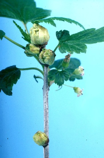 Infestation of buds