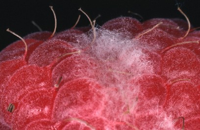 Grey mould on fruit