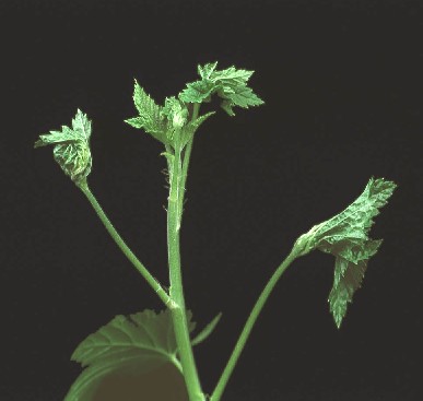 Leaf curling midge