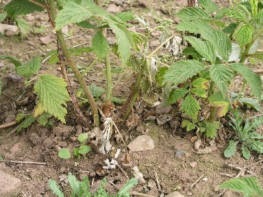 Root rot affected plants showing typical 'shepherd's crook' symptoms on affected primocane