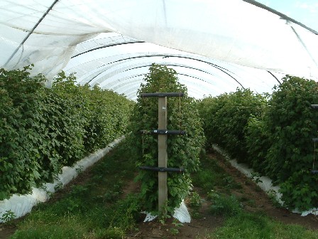 Typical raspberry cultivation in a polythene tunnel