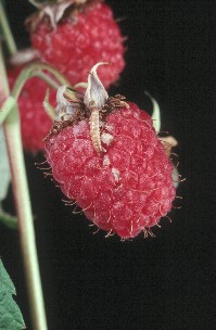 Raspberry beetle larvae Raspberry beetle larvae