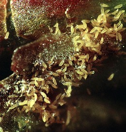 Raspberry leaf and bud mite