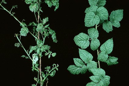 Raspberry leaf and bud mite