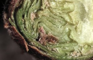 Transverse section of galled redcurrant