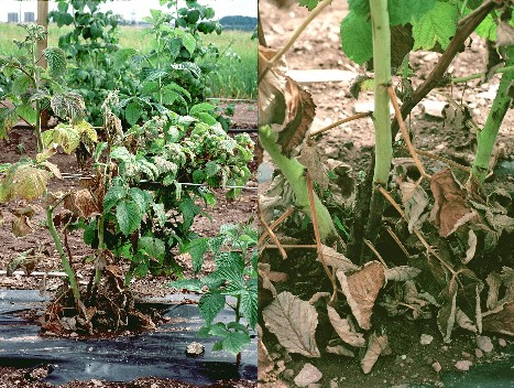 Root rot lesion at base of primocane