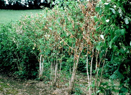 Death of lateral shoots due to root rot in fruiting cane and failure of spawn growth