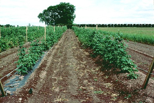 Ridging raspberries