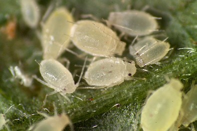 Small Raspberry Aphid