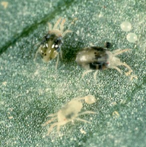 Two spot spider mite